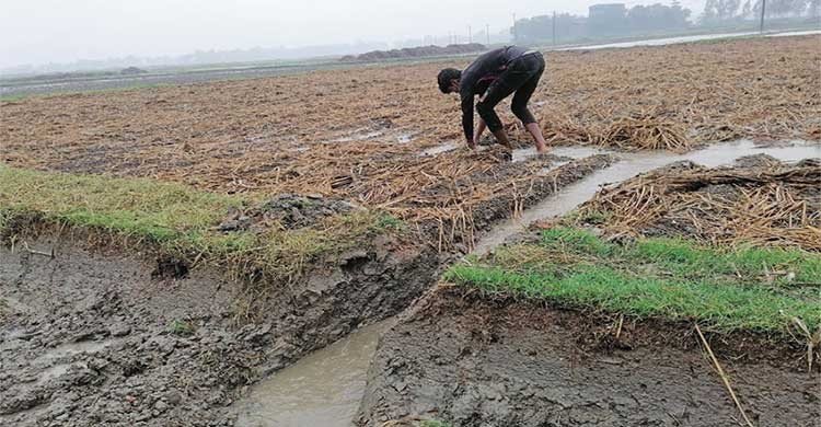 হঠাৎ অতিবৃষ্টিতে ফসলের বিপুল ক্ষতির আশঙ্কা