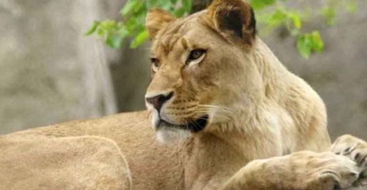 এবার সাফারি পার্কে সিংহীর মৃত্যু এবার সাফারি পার্কে সিংহীর মৃত্যু