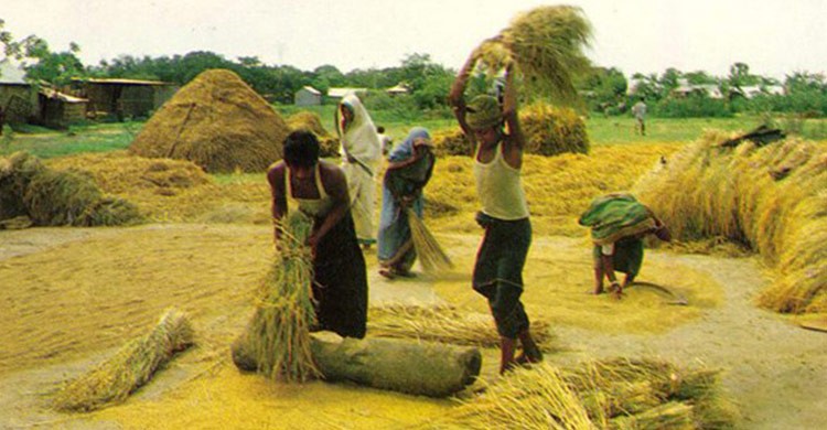 আজ নবান্ন উৎসব আজ নবান্ন উৎসব