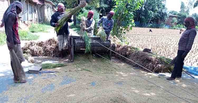 খড়ের বিনিময়ে জমির ধান কাটা-মাড়াই