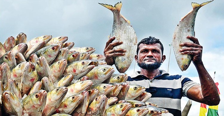 ২৪২০ টনের বিপরীতে ভারতে গেল মাত্র ৫৩৩ মেট্রিক টন ইলিশ ২৪২০ টনের বিপরীতে ভারতে গেল মাত্র ৫৩৩ মেট্রিক টন ইলিশ