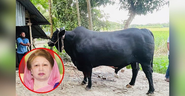 ১৪০০ কেজির ‘কালোমানিক’ খালেদা জিয়াকে ভালোবাসার উপহার দিতে চান কৃষক সোহাগ