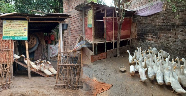 হাঁস পালনে হাসি ফুটেছে চুয়াডাঙ্গার গ্রামীণ গৃহবধূদের