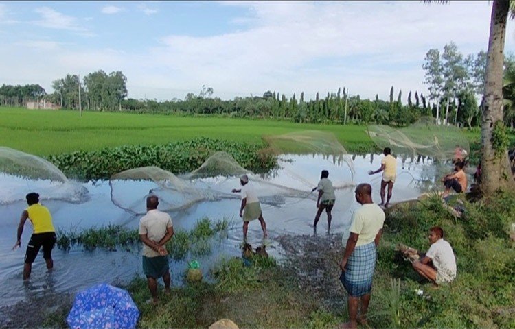 এখন আশ্বিন মাস, শরৎকাল। এসময় খুব একটা বৃষ্টিপাত হয় না। তবে বৃহস্পতিবার (২৯ সেপ্টেম্বর) ভোর রাতে একঘণ্টার বৃষ্টিতে খাল-বিলে বেড়েছে পানি, ধরা পড়ছে ঝাঁকে ঝাঁকে মাছ। মাছ শিকারে ব্যস্ত নানা বয়সী পুরুষ এবং শিশু-কিশোররা।