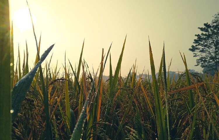 প্রকৃতি