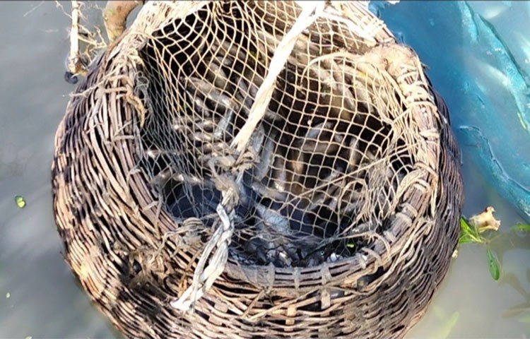 এলাকার নানা শ্রেণিপেশার মানুষ খাল থেকে খেয়া জাল দিয়ে মাছ শিকারে ব্যস্ত। সকাল থেকে সন্ধ্যা পর্যন্ত মাছ শিকার করে জনপ্রতি ৫-১০ কেজি মাছ শিকার করা যায়।