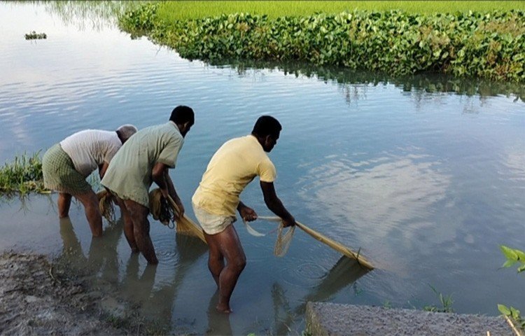 বৃহস্পতিবার বিকাল ৫টার দিকে নওগাঁ সদর উপজেলার বোয়ালিয়া বটতলী এলাকায় সরেজমিনে এমন চিত্রের দেখা মিলে। খেয়া জাল দিয়ে মাছ শিকারের হিড়িক পড়েছে বিভিন্ন এলাকায়।