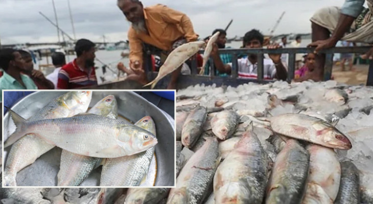 ইলিশের দাম নির্ধারণের প্রস্তাবে প্রধান উপদেষ্টার অনুমোদন