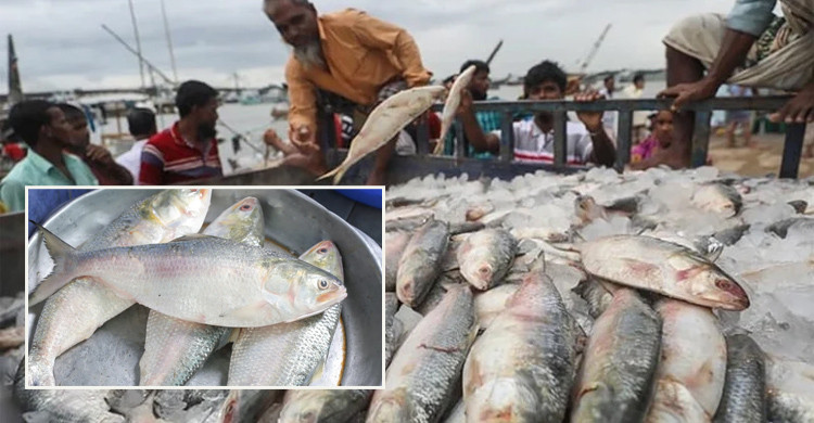 ইলিশের দাম নির্ধারণের প্রস্তাবে প্রধান উপদেষ্টার অনুমোদন