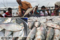 ইলিশের দাম নির্ধারণের প্রস্তাবে প্রধান উপদেষ্টার অনুমোদন