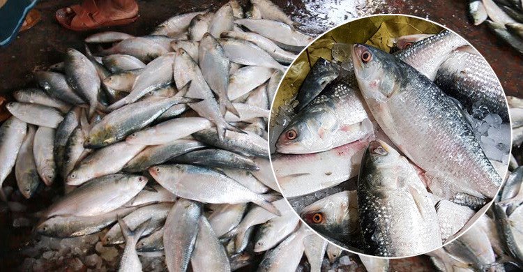 দুর্গাপূজায় বাংলাদেশের ইলিশ চায় ভারত, নিষেধাজ্ঞা তুলে নিতে অনুরোধ