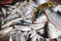 দুর্গাপূজায় বাংলাদেশের ইলিশ চায় ভারত, নিষেধাজ্ঞা তুলে নিতে অনুরোধ