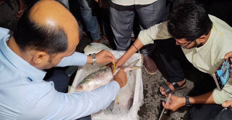 সরবরাহ সীমিত, তবু দুই দিনেই ভারতে ৫৬.২৫ মেট্রিকটন ইলিশ রপ্তানি