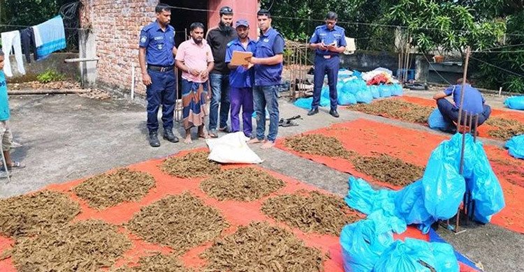কুমিল্লায় ইউপি সদস্যের বাড়ির ছাদে শুকানো হচ্ছিল ১০০ কেজি গাঁজা, আটক ১