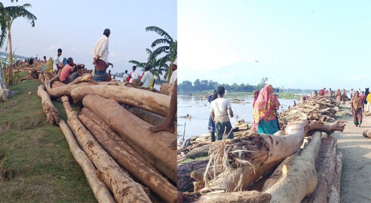 ‘চন্দন কাঠ’ নামে বিক্রি হচ্ছে ভারত থেকে ভেসে আসা গাছের গুঁড়ি 