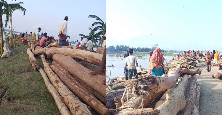 ‘চন্দন কাঠ’ নামে বিক্রি হচ্ছে ভারত থেকে ভেসে আসা গাছের গুঁড়ি 