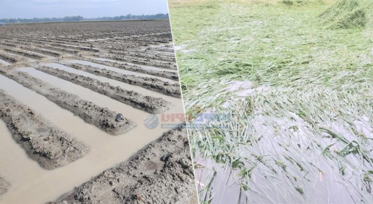 বৃষ্টির পানিতে তলিয়ে গেছে আগাম আলু ও ধান খেত, নওগাঁর কৃষকদের দুশ্চিন্তা
