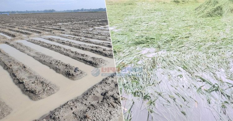 বৃষ্টির পানিতে তলিয়ে গেছে আগাম আলু ও ধান খেত, নওগাঁর কৃষকদের দুশ্চিন্তা