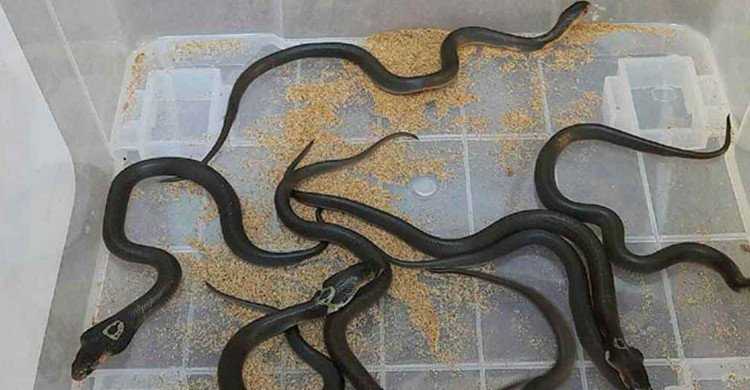 বসতঘর থেকে ১১ ফুট লম্বা গোখরা ও ১০টি বাচ্চা উদ্ধার, এলাকায় আতঙ্ক
