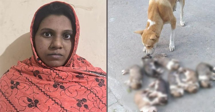 ৮ কুকুরছানা হত্যা মামলায় সরকারি কর্মকর্তার স্ত্রীকে গ্রেপ্তার