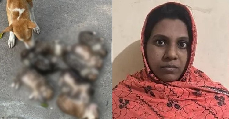 পাবনায় ৮ কুকুরছানা হত্যা মামলায় জামিন পেলেন সেই গৃহবধূ নিশি