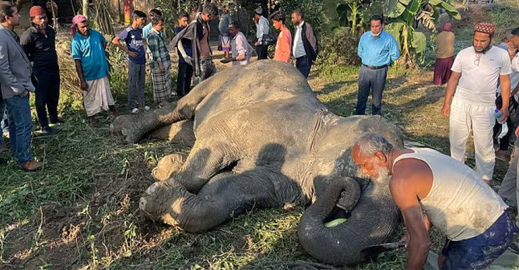 বাঁচানো গেলো না ট্রেনের ধাক্কায় আহত হওয়া সিলেটের সেই হাতিকে