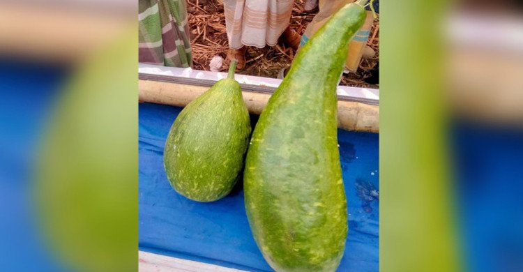 সুনামগঞ্জে এক জোড়া লাউ বিক্রি হলো ১৮ হাজার টাকায়
