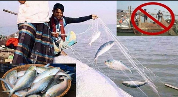 মধ্যরাত থেকে পদ্মা-মেঘনায় ২ মাস ইলিশ ধরা নিষিদ্ধ