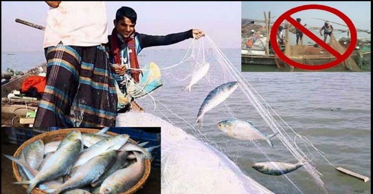 মধ্যরাত থেকে পদ্মা-মেঘনায় ২ মাস ইলিশ ধরা নিষিদ্ধ