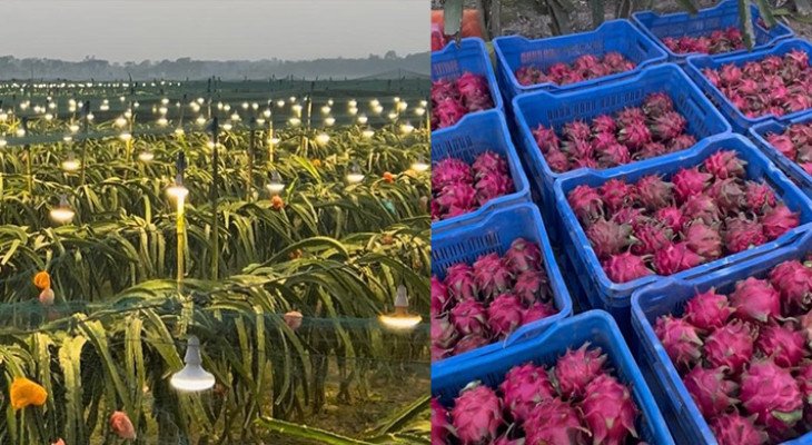 যশোরের শার্শায় ‘লাইট ইনডোর’ পদ্ধতিতে ড্রাগন চাষ, অমৌসুমে তিন গুণ ফলন