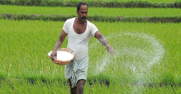 সারের বাড়তি দামে চাপে কৃষক, ঝুঁকিতে দেশের খাদ্য নিরাপত্তা