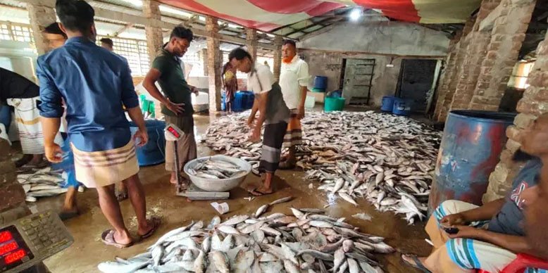 সাগরে জেলের এক টানে ধরা পড়ল ৩৩ লাখ টাকার ইলিশ 
