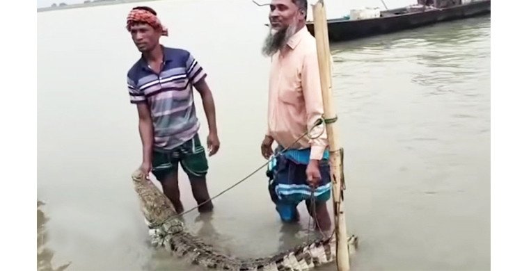 পদ্মায় মাছ ধরতে গিয়ে বড়শিতে উঠল কুমির, এলাকায় চাঞ্চল্য
