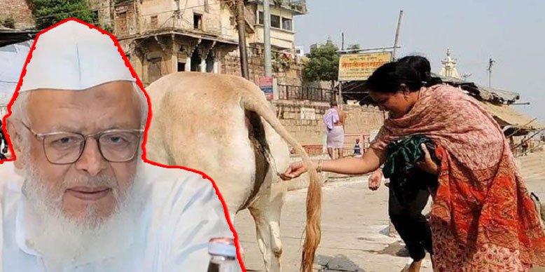 ভারতে গরুকে ‘জাতীয় পশু’র মর্যাদা দেওয়ার দাবি আরশাদ মাদানীর