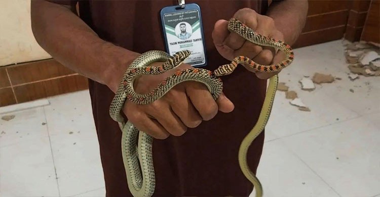 ‎বরিশালে ডিআইজির অফিসে দুই বিষধর কালনাগিনী 