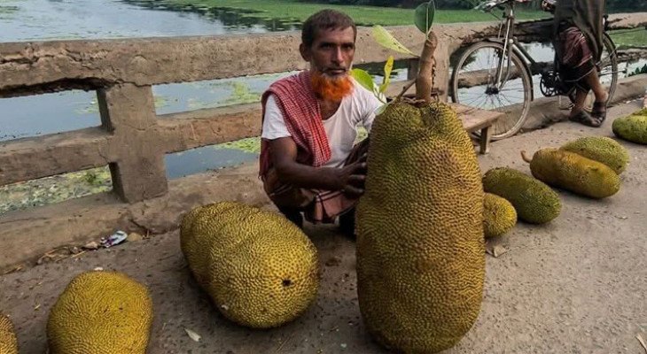চুয়াডাঙ্গায় এক মণ ওজনের বিশালাকৃতির কাঁঠাল 