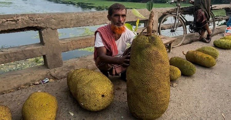 চুয়াডাঙ্গায় এক মণ ওজনের বিশালাকৃতির কাঁঠাল 