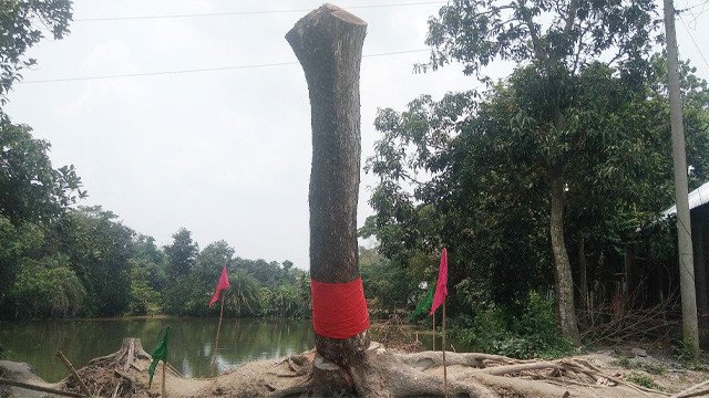 ‘উঠে দাঁড়াল’ কেটে ফেলা গাছ , আগরবাতি-মোমবাতি জ্বালিয়ে মানত করছেন অনেকে
