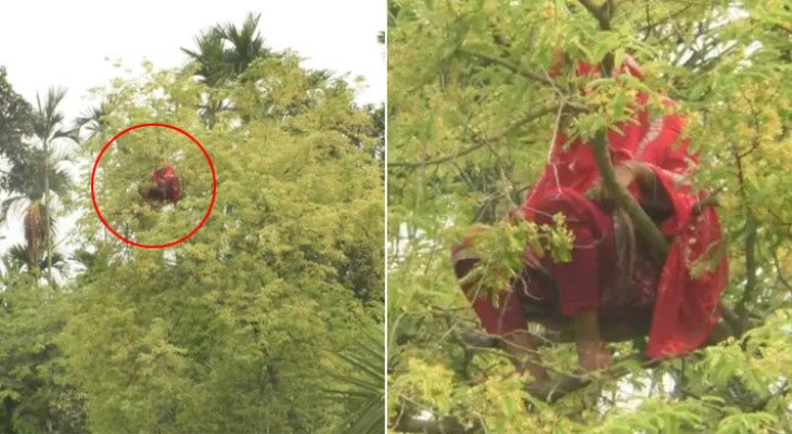 কুড়িগ্রামে আবারও গাছের মগডালে নারী, উৎসুক মানুষের ভিড়