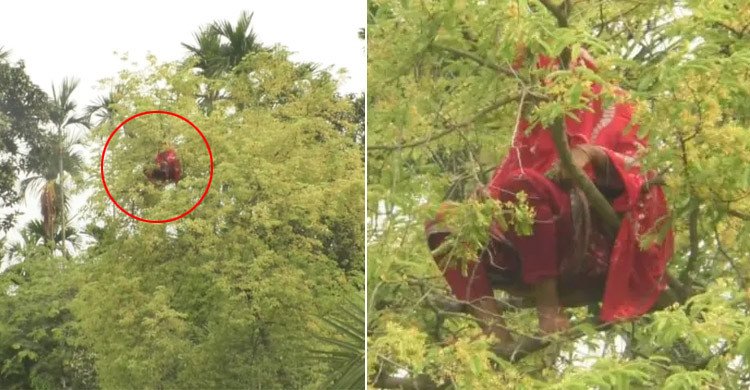 কুড়িগ্রামে আবারও গাছের মগডালে নারী, উৎসুক মানুষের ভিড়