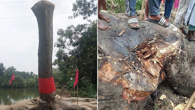 ঝড়ে উপড়ে পড়ার পরও ‘উঠে দাঁড়ানো’ সেই গাছ কেটে ফেলল প্রশাসন