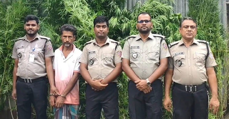 টাঙ্গাইলে পাটক্ষেতের আড়ালে গাজা চাষ, মাদক ব্যবসায়ী আটক   