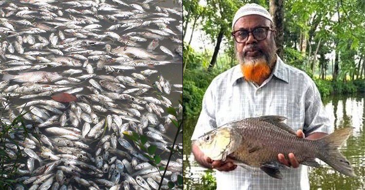 পেনশনের টাকায় ৩ পুকুরে মাছ চাষ, বিষ প্রয়োগে সব মাছ মেরে ফেলল দুর্বৃত্তরা