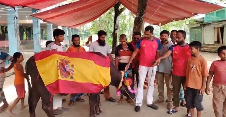 মাদারীপুরে দুই লাখ টাকার মহিষ দিয়ে ভূরিভোজের আয়োজন স্পেন সমর্থকদের