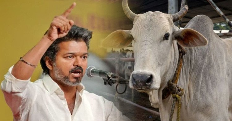 গরু জবাই নিষিদ্ধের বিরুদ্ধে দাঁড়াল থালাপতি বিজয়ের সরকার