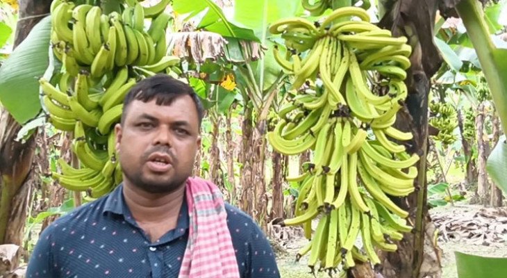 গোপালগঞ্জে কীটনাশক ছিটিয়ে কৃষকের ৭০০ কলাগাছ নষ্ট, ক্ষতি ৪ লাখ