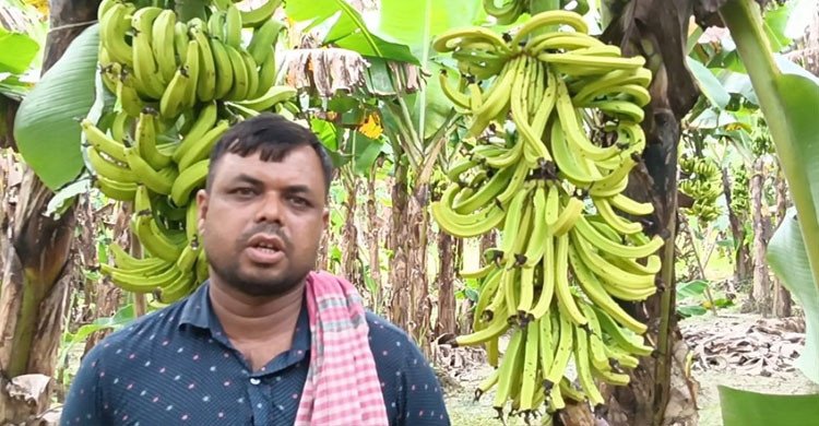 গোপালগঞ্জে কীটনাশক ছিটিয়ে কৃষকের ৭০০ কলাগাছ নষ্ট, ক্ষতি ৪ লাখ