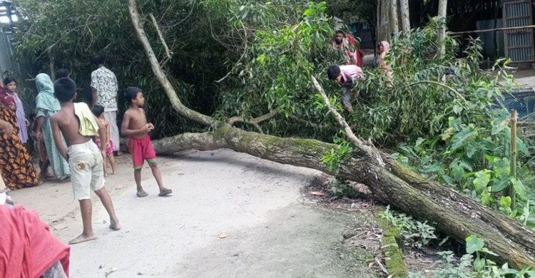 লোডশেডিংয়ে অতিষ্ঠ হয়ে গাছতলায় আশ্রয়, সেই গাছ ভেঙে পড়েই প্রাণ গেল বৃদ্ধার