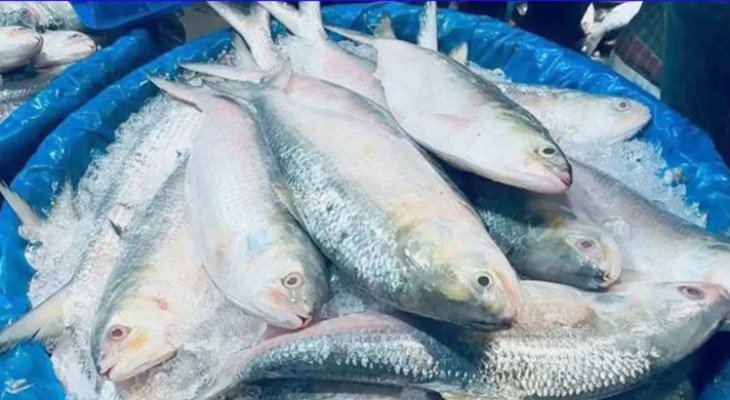 ২৫২ টাকার ইলিশ ১,৮০০ টাকায়! বিদেশি মাছ ‘পদ্মার ইলিশ’ পরিচয়ে বিক্রির অভিযোগ