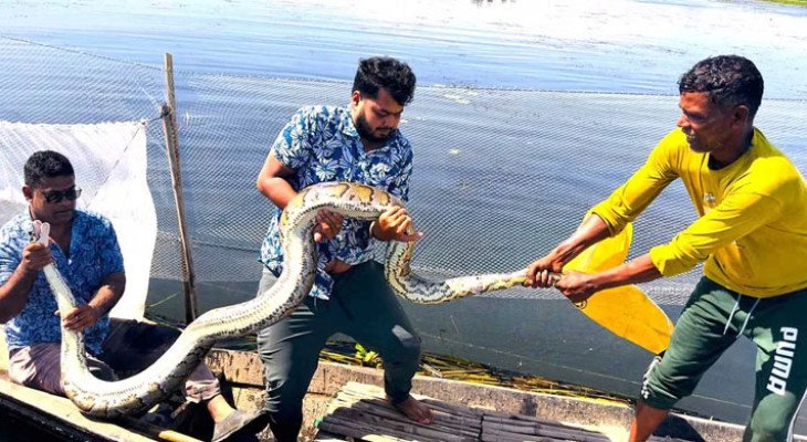 শ্রীমঙ্গলে মাছ ধরার জালে আটকা অজগর, দুই ঘণ্টার চেষ্টায় উদ্ধার